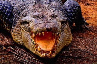 Côte dÂ’Ivoire : Yamoussoukro, un individu se jette dans le lac aux caïmans